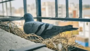 The Nest in The Cage by Akmal Shahzad Ghumman - Punjabi Fiction - Punjabi Short Storry - Punjabi Literature